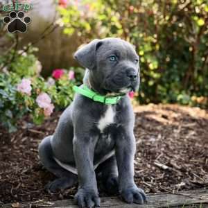 Freddie, Cane Corso Puppy